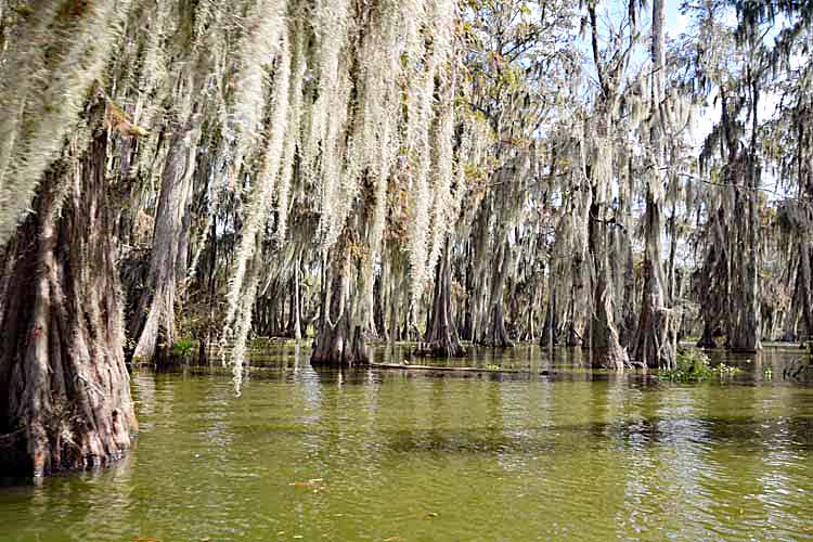 swamp scenic